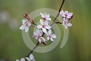 Cherry plum Prunus cerasifera Nigra, some pink flowers on a twig