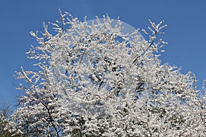 Cherry plum Prunus cerasifera tree with white flowers against blue sky