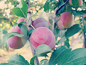 Cherry Plum on Tree