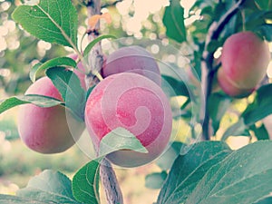 Cherry Plum on Tree