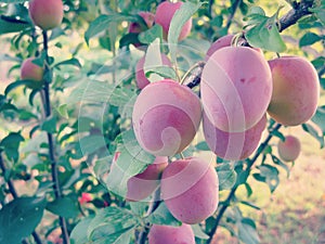 Cherry Plum on Tree