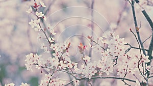 Cherry Plum Tree Bloom. Blossoming Branches Of Cherry Plum. Bright Light Blossoms And Buds.