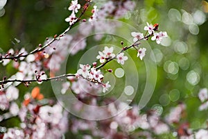 Cherry plum tree bloom. Branch of a purple leaf plum tree Prunus cerasifera