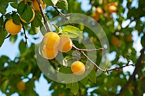 Cherry-plum tree with fruits