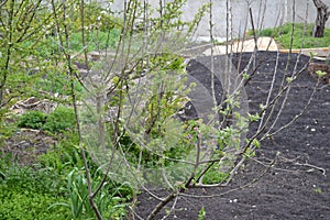 Cherry plum trees bloom in the garden in spring