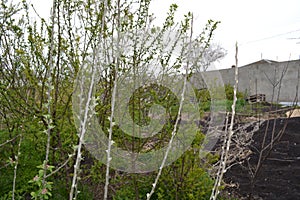 Cherry plum trees bloom in the garden in spring