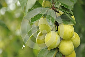 Cherry Plums on Branch