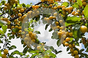 Cherry-plums hanging from f tree banch