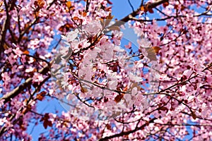 Cherry, Prunus cerasus blossom with pink flowers and some red leaves, Prunus Cerasifera Pissardii tree on a blue sky background in