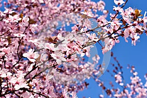 Cherry, Prunus cerasus blossom with pink flowers and some red leaves, Prunus Cerasifera Pissardii tree on a blue sky background in