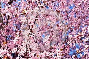 Cherry, Prunus cerasus blossom with pink flowers and some red leaves, Prunus Cerasifera Pissardii tree on a blue sky background in