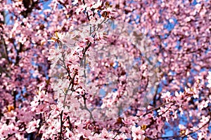 Cherry, Prunus cerasus blossom with pink flowers and some red leaves, Prunus Cerasifera Pissardii tree on a blue sky background in