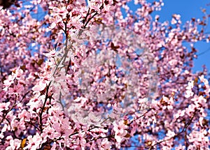 Cherry, Prunus cerasus blossom with pink flowers and some red leaves, Prunus Cerasifera Pissardii tree on a blue sky background in
