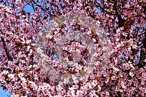 Cherry, Prunus cerasus blossom with pink flowers and some red leaves, Prunus Cerasifera Pissardii tree on a blue sky background in