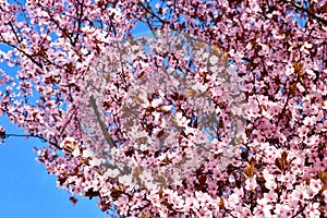 Cherry, Prunus cerasus blossom with pink flowers and some red leaves, Prunus Cerasifera Pissardii tree on a blue sky background in