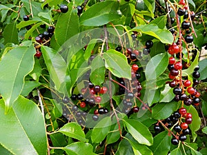 Cherry prunus serotina