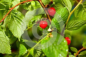 Cherry after rain, with drops.