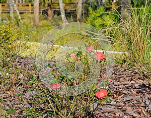 Cherry Red Knock Out Rose, Nocatee, St Johns County, Florida, USA