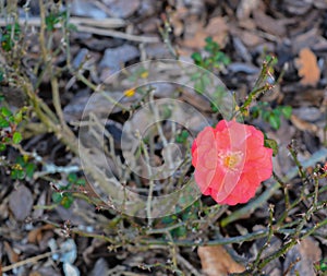 Cherry Red Knock Out Rose, Nocatee, St Johns County, Florida, USA