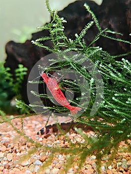 Cherry Red shrimp on java moss