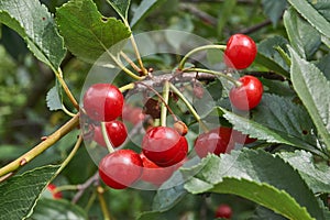 Cherry ripe in the garden of a country house. Managed to collect until the birds pecked.