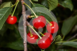 Cherry ripe in the garden of a country house. Managed to collect until the birds pecked.