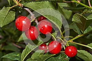 Cherry ripe in the garden of a country house. Managed to collect until the birds pecked. photo