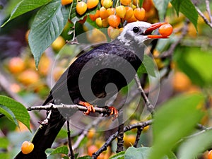 Cherry ripe! Hypsipetes leucocephalus come!Mouth full.