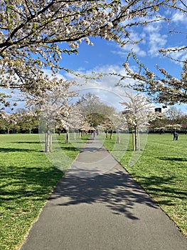 Cherry or sakura Blossom Pathway in a Beautiful Landscape Park or garden.