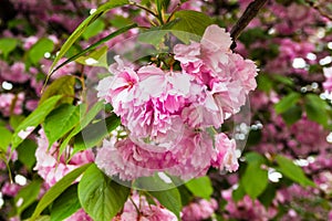 Cherry sakura blossoms in bloom in New York City