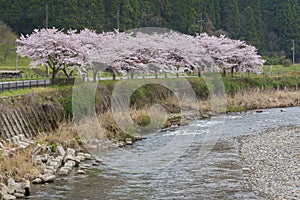 Cherry or Sakura blossoms