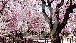 Cherry/Sakura flowering in JapanTenryuji Temple