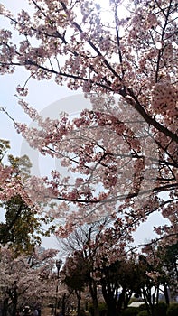 Cherry/Sakura flowering in JapanTenryuji Temple