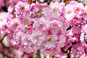 Cherry sakura tree blossoming pink flowers on sunny day