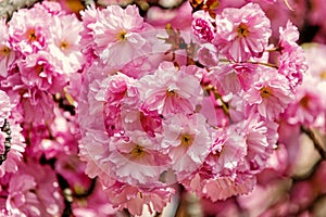 Cherry sakura tree blossoming pink flowers on sunny day