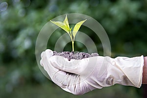 A cherry seedling in the hands of an elderly woman. Grandma is planting a tree in the garden. Woman holding young green seedling