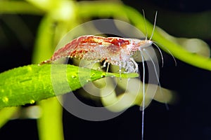 Cherry shrimp