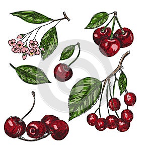 Cherry sketch set. Fruits vector illustration.