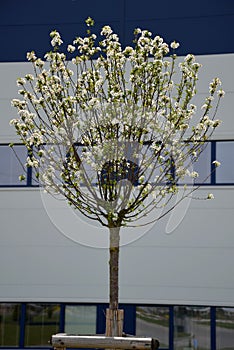 Cherry small crowned tree properties of a slow growing crown of a circular shape blooms white in April detail in old age the crown photo