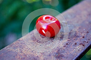 Cherry with a small fruit worm. Background of cherries. Berry background. Fruit background. Ripe cherries screensaver