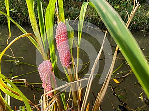 cherry snail eggs in rice field, macro close-up