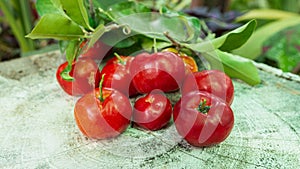 Cherry Thai or Acerola cherries fruit on the tree, high vitamin C and antioxidant fruits.