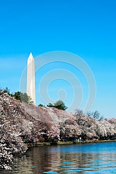 Cherry time, Washington DC photo