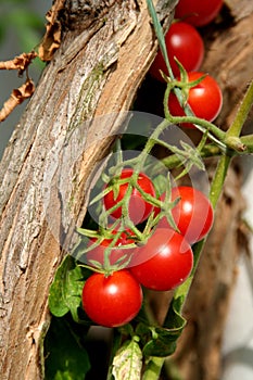 Cherry tomato