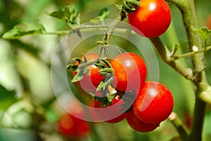 Cherry tomato on bed