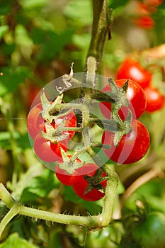 Cherry tomato on bed