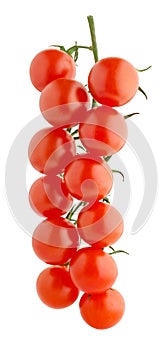 Cherry tomato branch isolated on white