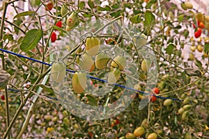 Cherry tomato cultivation in evaporation greenhouse