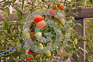 Cherry tomato cultivation in evaporation greenhouse