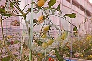 Cherry tomato cultivation in evaporation greenhouse